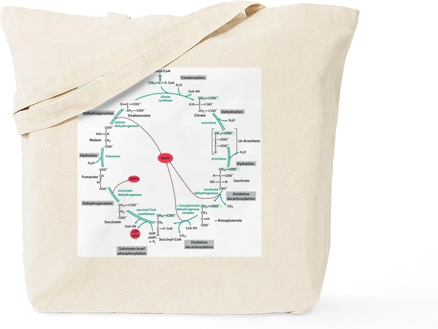 CafePress Kreb's Cycle Tote Bag Natural Canvas Tote Bag, Reusable Shopping Bag